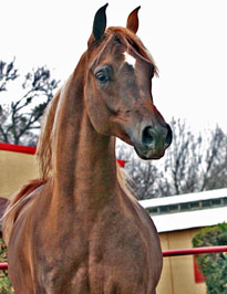 El Precioso Arabians Stud