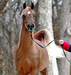 El Precioso Arabians Stud