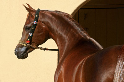 El Precioso Arabians Stud