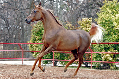 El Precioso Arabians Stud