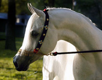 El Precioso Arabians Stud