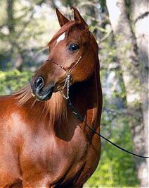 El Precioso Arabians Stud