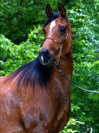 El Precioso Arabians Stud