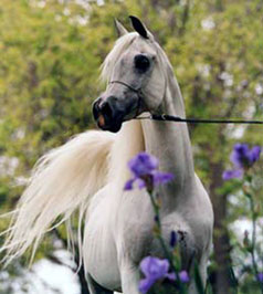 El Precioso Arabians Stud