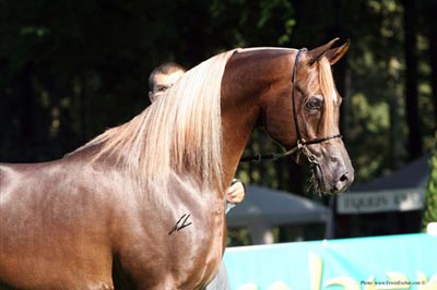 El Precioso Arabians Stud