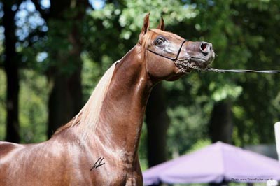 El Precioso Arabians Stud