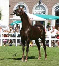 El Precioso Arabians Stud