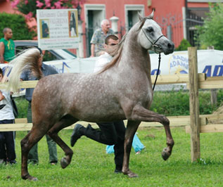 El Precioso Arabians Stud