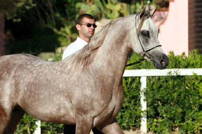 El Precioso Arabians Stud