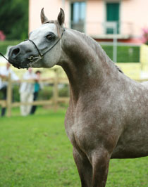 El Precioso Arabians Stud