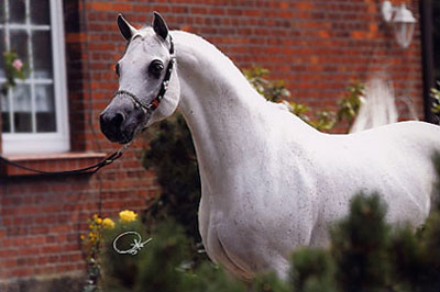 El Precioso Arabians Stud