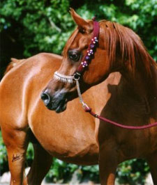 El Precioso Arabians Stud