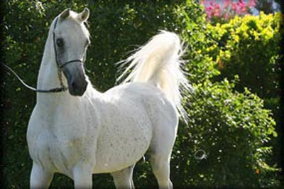 El Precioso Arabians Stud