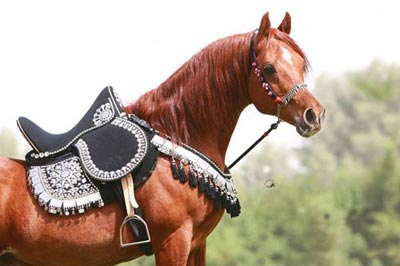 El Precioso Arabians Stud