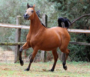 El Precioso Arabians Stud