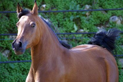 El Precioso Arabians Stud