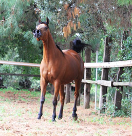 El Precioso Arabians Stud