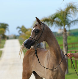 El Precioso Arabians Stud