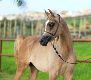 El Precioso Arabians Stud