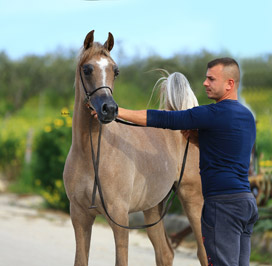 El Precioso Arabians Stud