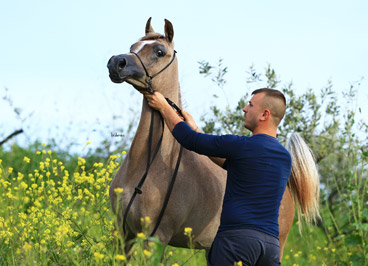 El Precioso Arabians Stud