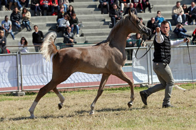 El Precioso Arabians Stud