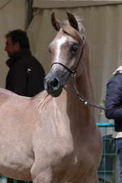 El Precioso Arabians Stud