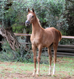 El Precioso Arabians Stud