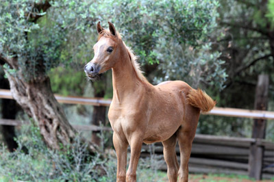 El Precioso Arabians Stud