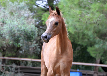 El Precioso Arabians Stud