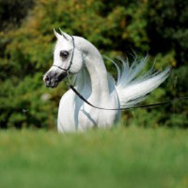 El Precioso Arabians Stud