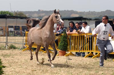 El Precioso Arabians Stud