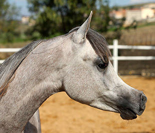 El Precioso Arabians Stud