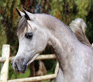 El Precioso Arabians Stud