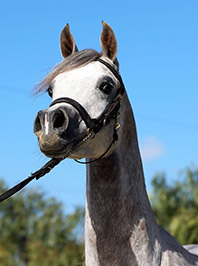 El Precioso Arabians Stud