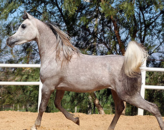 El Precioso Arabians Stud