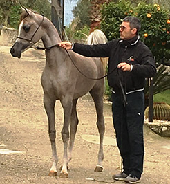 El Precioso Arabians Stud