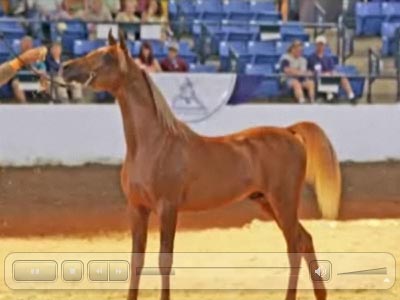 El Precioso Arabians